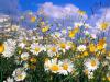 flower 15
